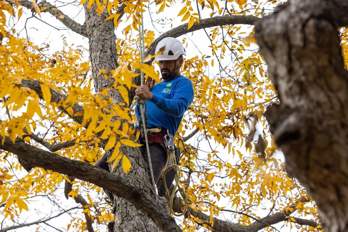 Skilled Dead Tree Removal crew working in Perry